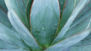 Agave – ¿Qué es, Beneficios, Para Qué Sirve y Cómo Utilizar