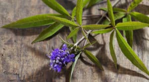 11 Beneficios del agnocasto - Para que sirve y propiedades