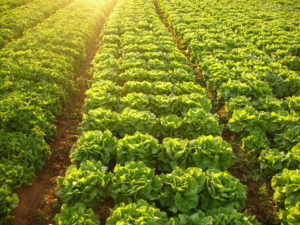 Lechuga Demás Engorda o Adelgaza?