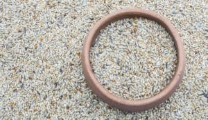 Cómo Hacer Té de Alpiste – los Ingresos, Beneficios y Consejos