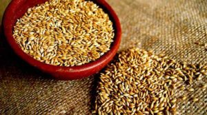 Alpiste Adelgaza? La Dieta, la Leche y sus Beneficios Para Adelgazar