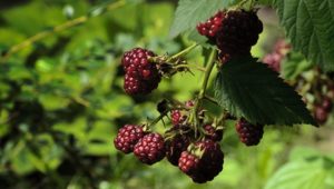 Té de frambuesa adelgazar?