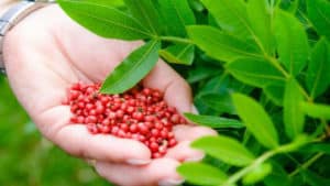 Cómo hacer té de masilla - Ingresos, beneficios y consejos