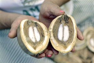 9 Beneficios del Aceite de Babasú – Para Que Sirve y Consejos