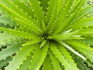 El Aloe Vera Adelgaza Mismo?