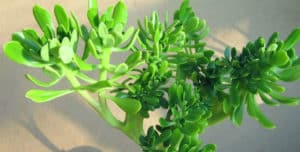 14 Beneficios del bálsamo – Para que sirve, propiedades y consejos