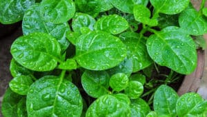 10 Beneficios de la bertalha - Para que sirve y propiedades