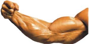 Como Aumentar la Vascularización Muscular