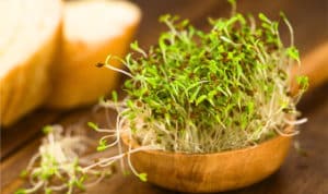 8 Recetas con brotes de alfalfa para adelgazar