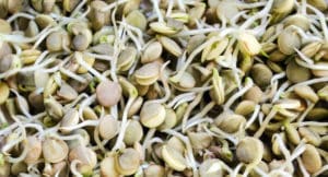 4 Recetas de brotes de lenteja beneficios y cómo hacer