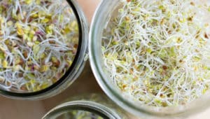 15 Beneficios de los brotes comestibles - tipos, como cultivar, recetas y consejos