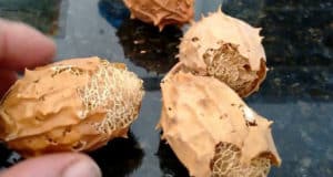 Cómo hacer té de buchinha del Norte - Ingresos, beneficios y consejos