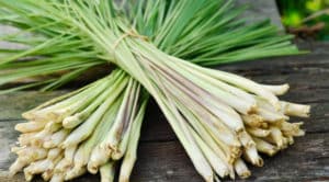 Cómo Hacer Té de Hierba de san Ingresos, Beneficios y Consejos