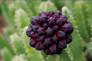 Caralluma adelgaza mismo? cómo funciona?