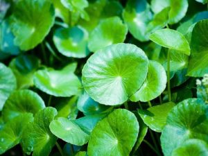 ¿Centella asiatica adelgaza? ¿Para qué sirve?