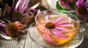 11 Beneficios del Té de Equinacea – Para Que Sirve y Como Hacer