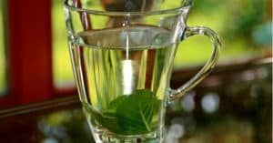 Té de Guaçatonga adelgaza? Para que sirve, beneficios e indicaciones