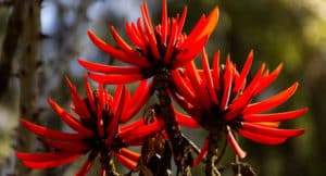 Té de Mulungu - Para que sirve, indicaciones y beneficios