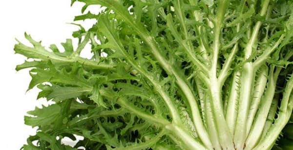 8 Beneficios de la Achicoria - Para que sirve y propiedades