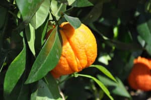 La naranja Amarga (Citrus aurantium) Adelgazar?