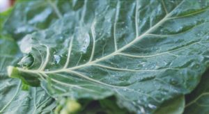 15 Alimentos Ricos en Vitamina K