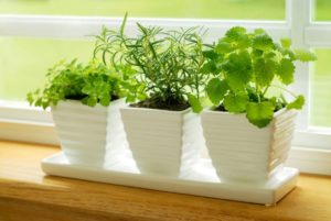 El ácido ursólico, que es?, ventajas y beneficios de los alimentos con alto contenido