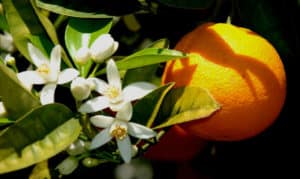 11 Beneficios del Agua de Flor de Naranjo Para Que Sirve, Cómo Hacer y Consejos