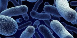 La Flora Bacteriana Aumentada – ¿Qué Significa?