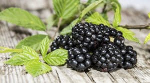 Hoja de Zarzamora Adelgaza Mismo? Para Que Sirve y Beneficios