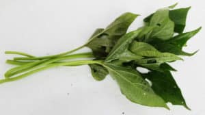 Hoja de Patata Dulce Adelgaza? Para Que Sirve, Beneficios, Té y Consejos