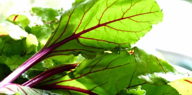 7 Beneficios de la hoja de la remolacha para que sirve y propiedades 1 7 Beneficios de la hoja de la remolacha para que sirve y propiedades