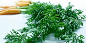 9 Beneficios de la hoja de zanahoria - Para que sirve y propiedades