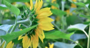 Hoja de girasol adelgaza? Para que sirve, beneficios, té y consejos