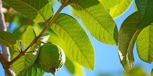 Hoja de Guayaba Adelgaza? Para Que Sirve y Consejos