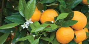 8 Beneficios de la Hoja de Naranjo Para Que Sirve, Propiedades y Consejos