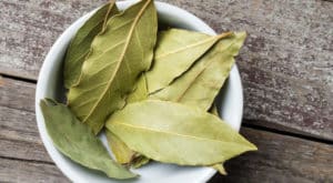 Hoja de Laurel Adelgaza? Para Que Sirve y Beneficios