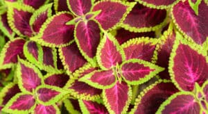 Forskolin – ¿Qué es, Para Qué Sirve y Efectos Secundarios