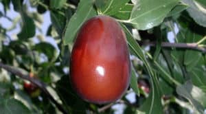 8 Beneficios de la fruta Gominola - Para que sirve y propiedades