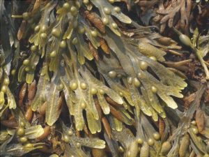 Fucus Vesiculosus Adelgaza Mismo?