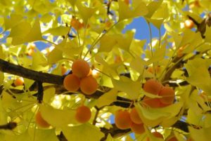 Ginkgo Biloba engorda o adelgaza?