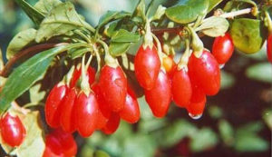 Goji Pro: Suplemento Adelgazamiento 100% Natural
