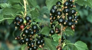 Grosella Negra Adelgaza?