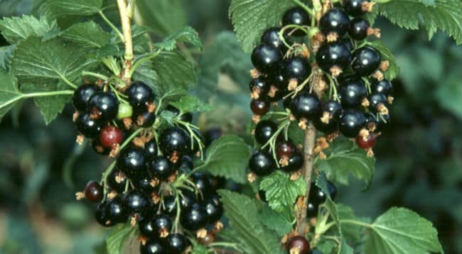 Grosella Negra Adelgaza? 1 Grosella Negra Adelgaza? 1