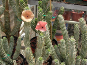 Hoodia Gordonii – Realmente Funciona para Adelgazar?