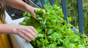 Cómo Hacer una Huerta en Casa – 8 Pasos y Cuidados