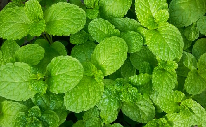 14 Beneficios de la Menta - Para Que Sirve y Propiedades 1 14 Beneficios de la Menta - Para Que Sirve y Propiedades 1
