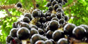 Jabuticaba Ata o Suelta el Intestino?