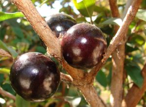 Jabuticaba Engorda o Adelgaza?