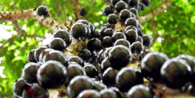 Té de Hoja de Jabuticaba - Para Que Sirve, Beneficios y Cómo Hacer 1 Té de Hoja de Jabuticaba - Para Que Sirve, Beneficios y Cómo Hacer 1