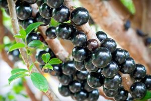 18 Beneficios de la jabuticaba - Para que sirve y propiedades